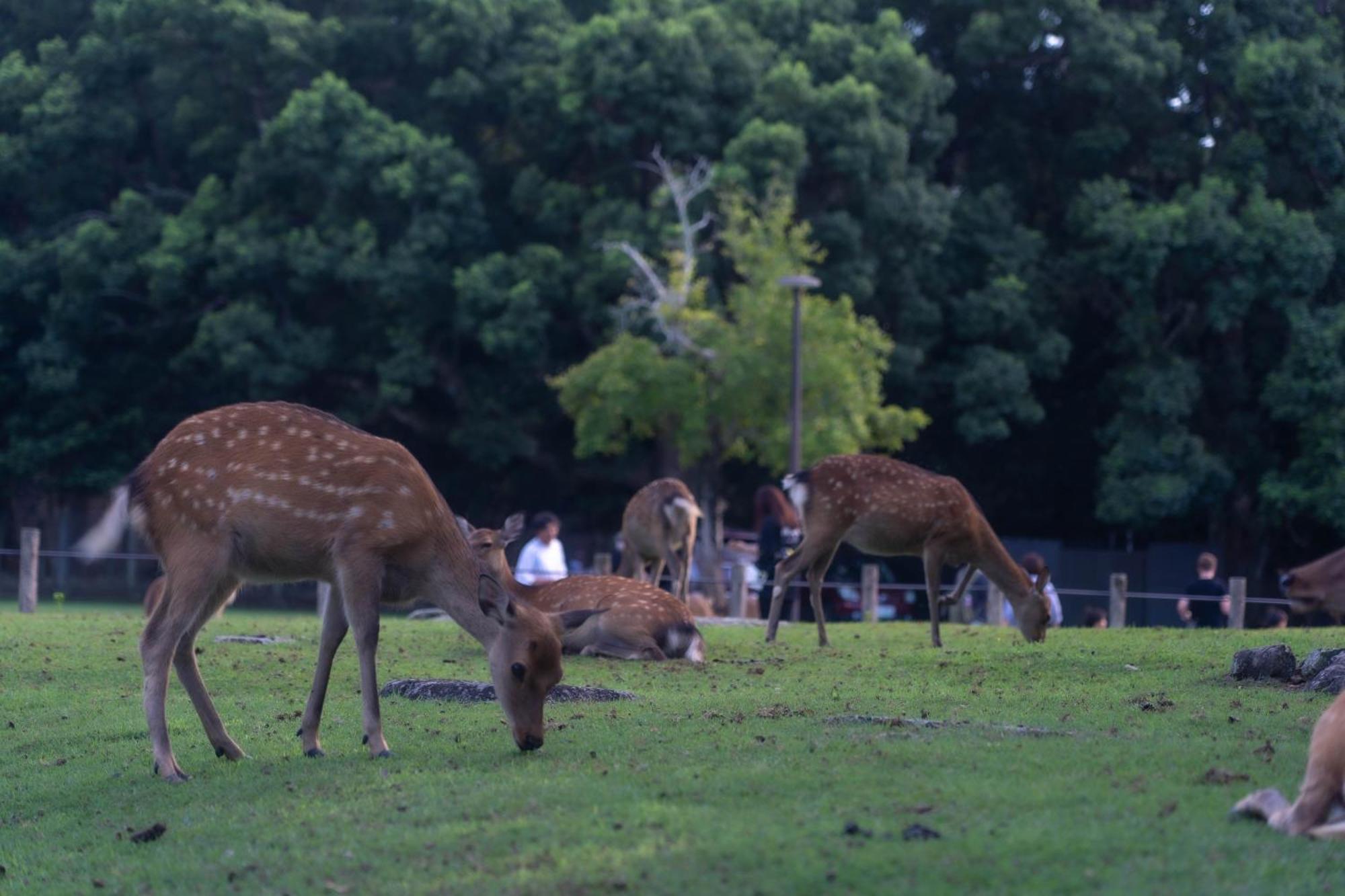 Nara Top Sights 5 To 20 Min Walk Εξωτερικό φωτογραφία